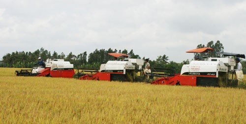 Combine harvesters help reduce post harvest losses of rice in Mekong Delta (Photo: SGGP)